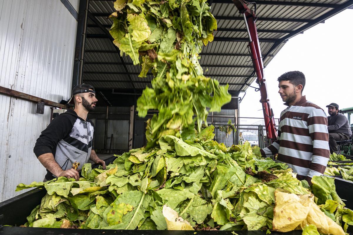 Dos profesionales del campo recogen tabaco en una cooperativa del norte de Cáceres.