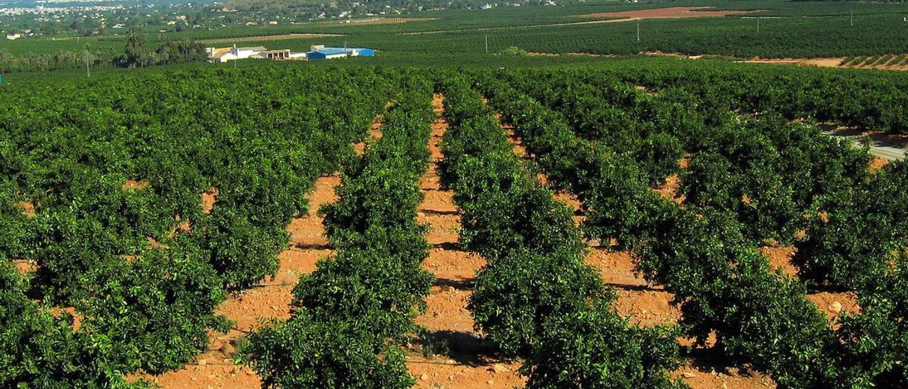 Vista aérea de una finca de cítricos en La Safor. | LEVANTE-EMV