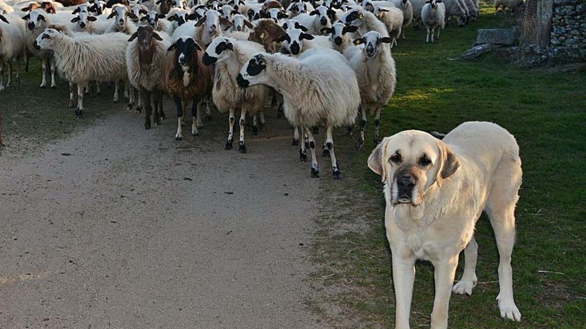 Un perro mastín junto a una ganadería de ovino.