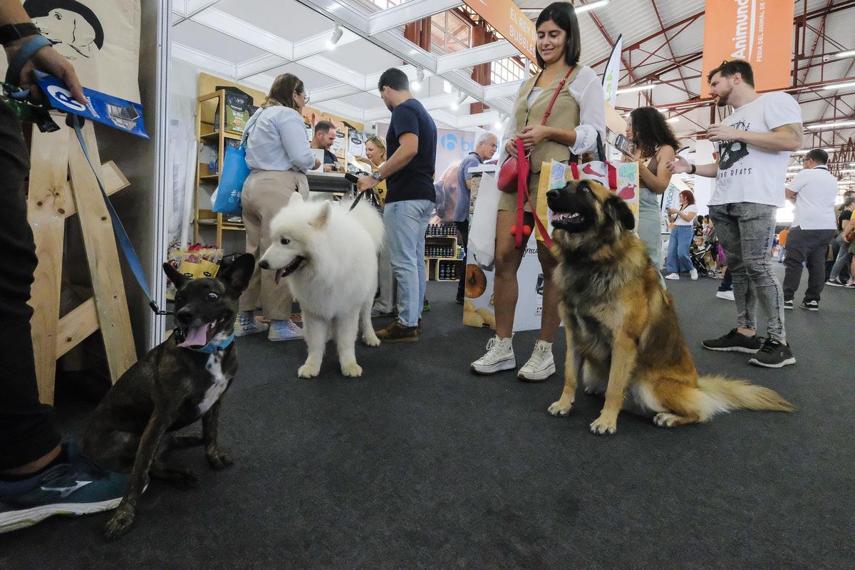 Feria Animundo