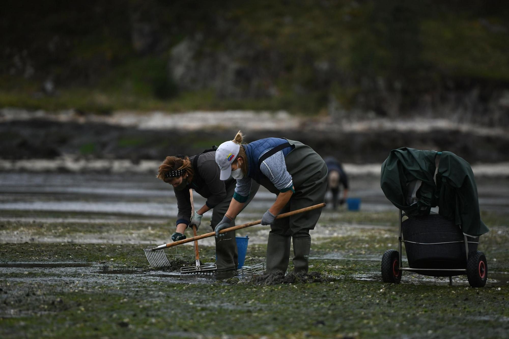 Las mariscadoras vuelven a faenar