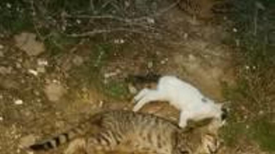 Denuncian una matanza de gatos en Cabo de las Huertas