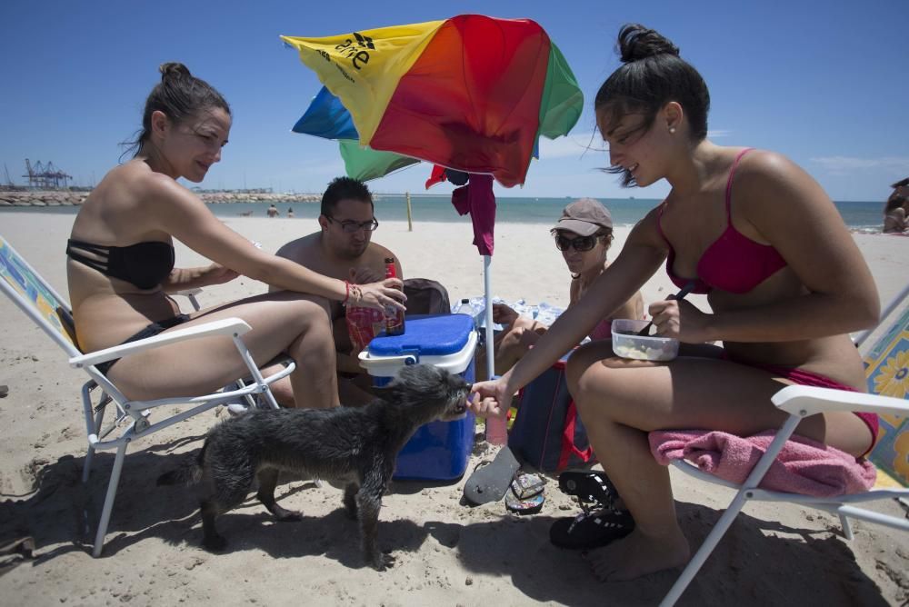 Primer día de la zona para perros en la playa de Pinedo