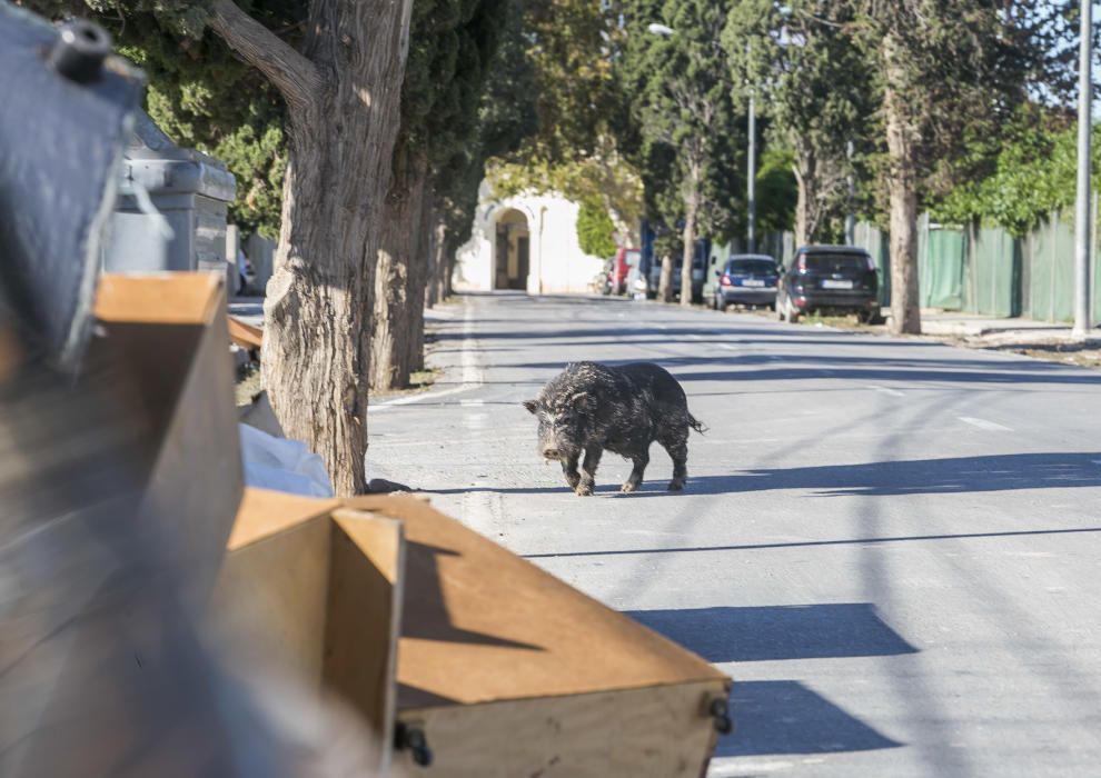 Cerdos vietnamitas en el entorno del Cementerio de Alicante