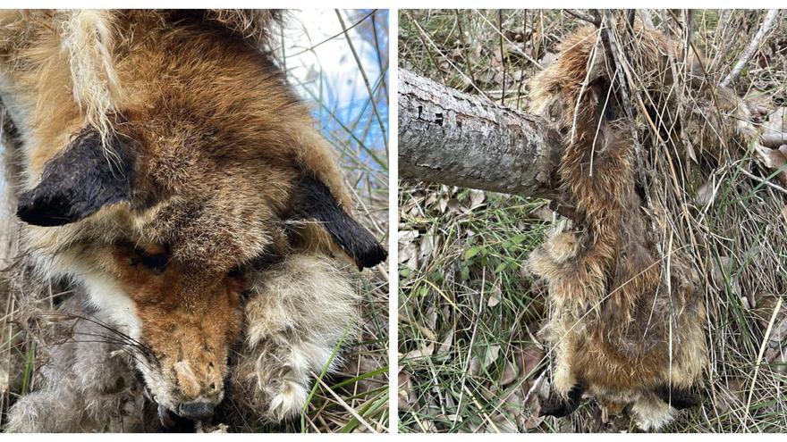 Encuentran un zorro muerto y con una pata amputada en una zona natural de Montaverner