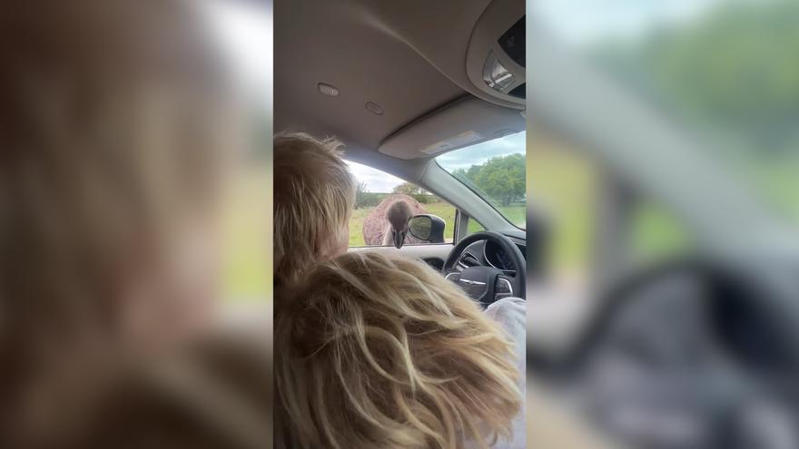 El momento en el que un avestruz ataca a Boris Johnson en su visita familiar a un safari en Texas