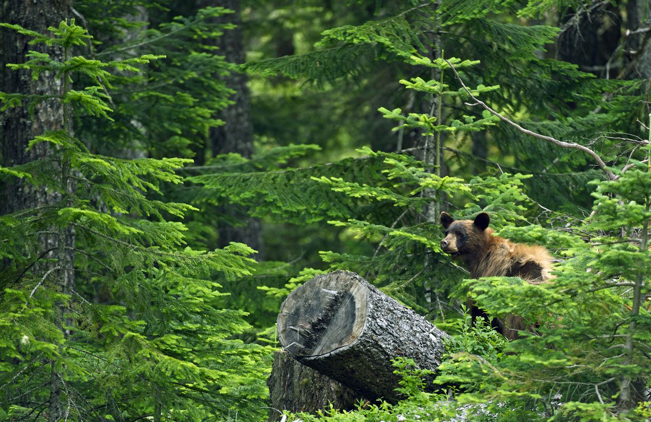 Incendios Canadá - Oso negro en bosque canadiense