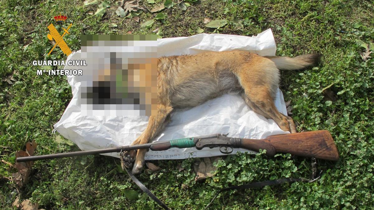Investigado por matar a un perro con un disparo en Losar de la Vera
