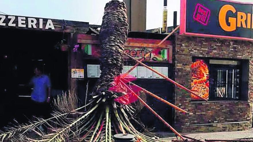 Una palmera se parte y cae en Corralejo