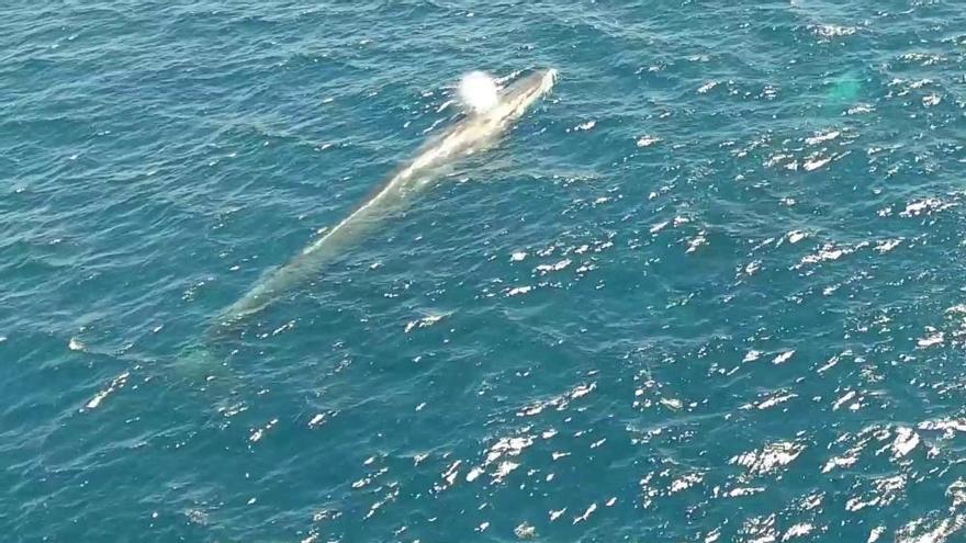 Cinco ballenas en Cabo de Palos