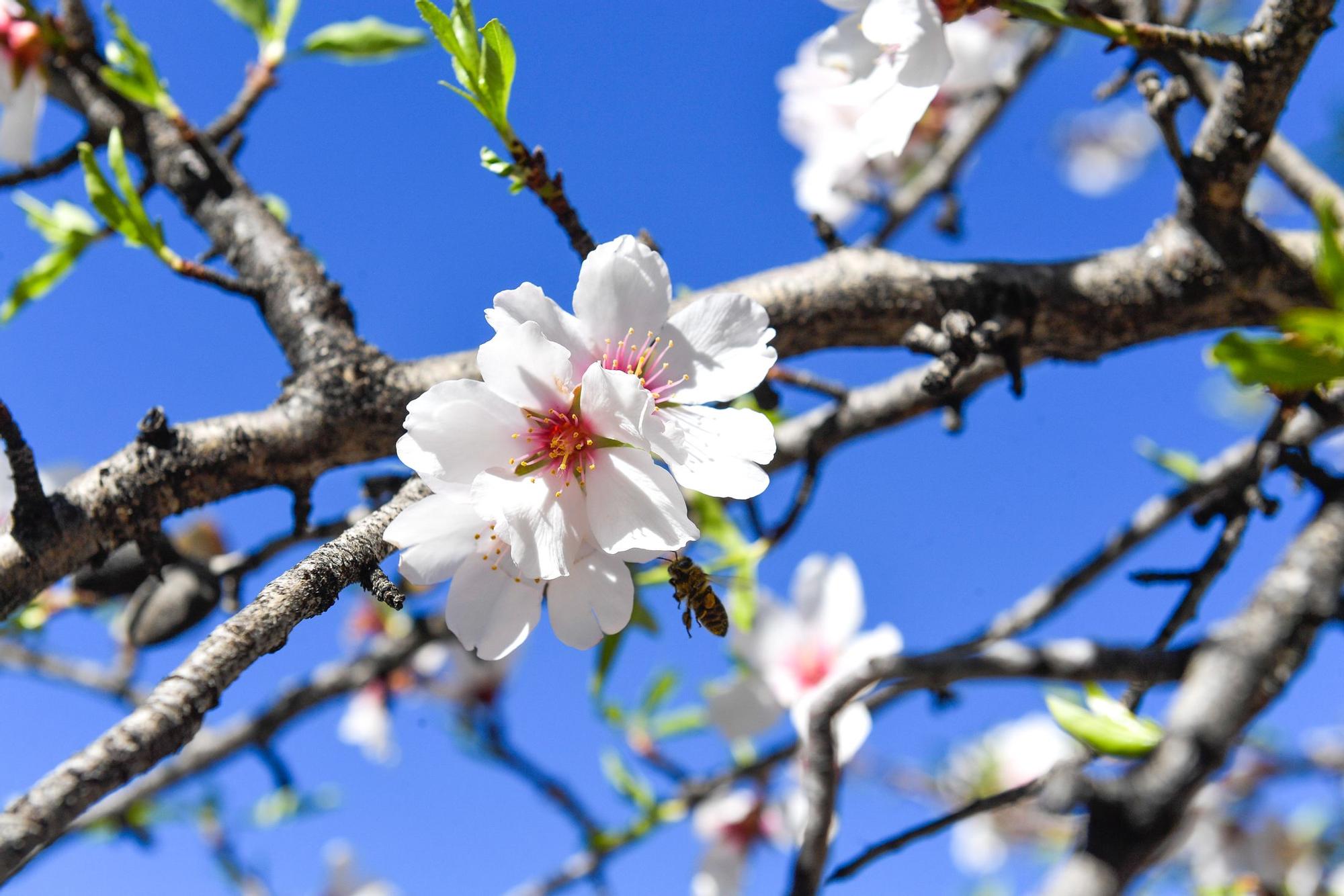 Almendros en flor en Tejeda