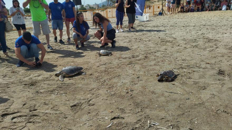 Rai, Lucía y Alejandro, las tres tortugas que han regresado al mar en Dénia