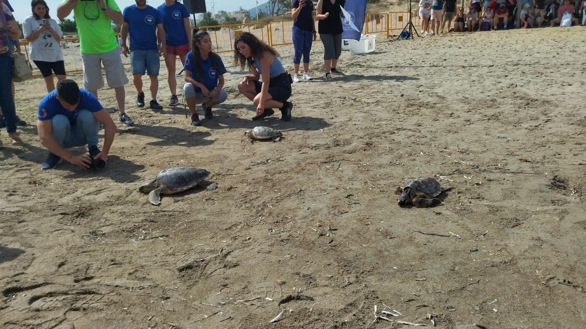 Las tres tortugas se dirigen al mar en la playa del Raset de Dénia