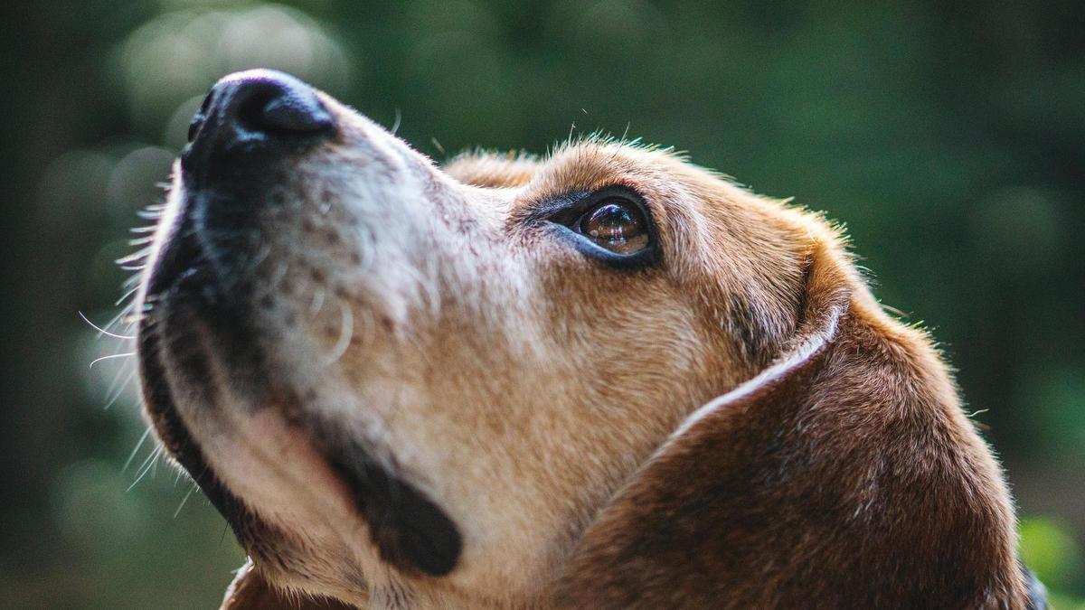 Así ven los perros el mundo.