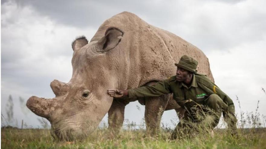 El rinoceront blanc més vell d&#039;Europa ha mort al Zoo de Barcelona