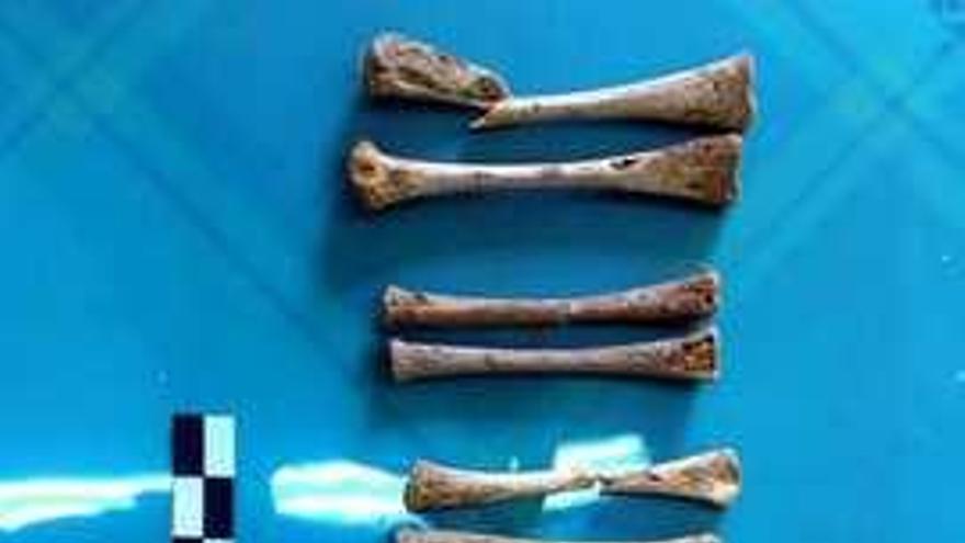 En las excavaciones de una de las estancias de la zona de la puerta de la Pobla d&#039;Ifac, los arqueólogos han hallado el esqueleto de un bebé. Todo apunta a que no se le dio sepultura en el suelo sagrado de la necrópolis porque murió sin bautizar.