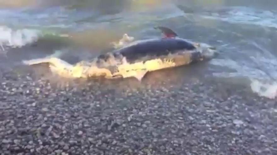 Encuentran un delfín muerto en el Port de Pollença