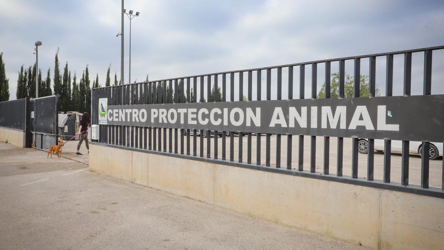 Orihuela paga los 53.000 euros que adeudaba a Asoka por gestionar el centro de protección animal