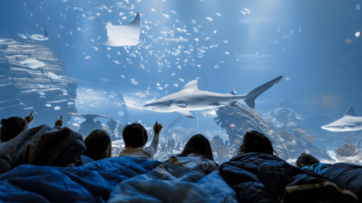 Niños en el Atlantis Aquarium de Xanadú