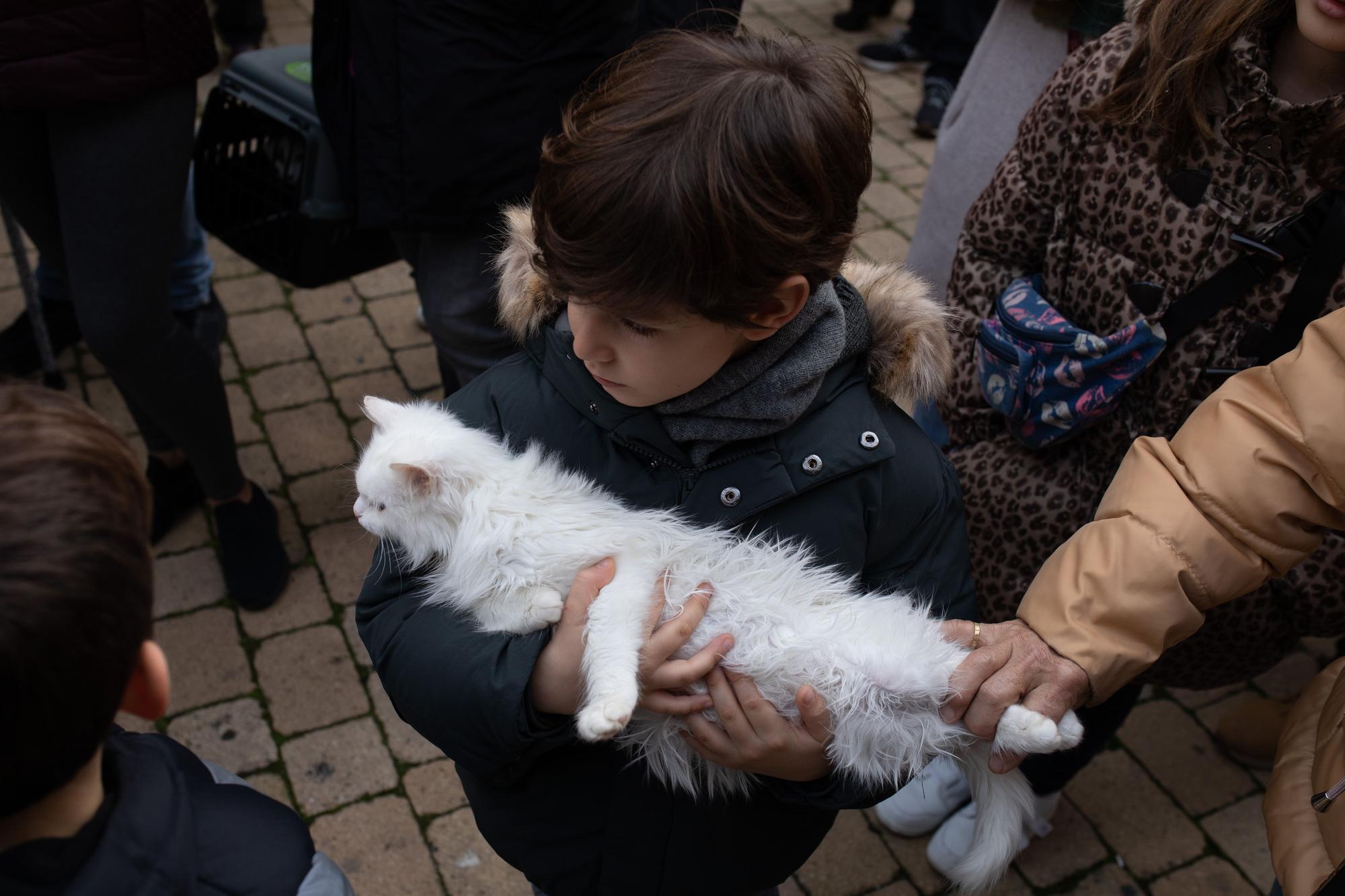 Los animales reciben la bendición por San Antón en Zamora