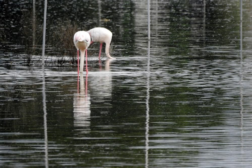 Flamencos y todo tipo de aves en la Laguna de Villena