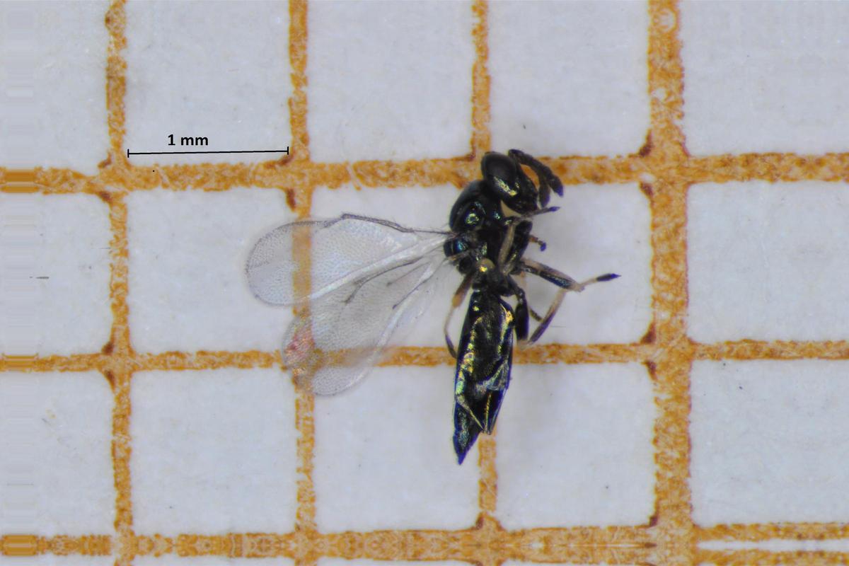 Ejemplar de Baryscapus servadeii comparado con la medida de un milímetro.