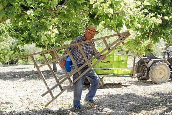 Von Mitte Mai bis Juli versammeln sich die Familien in Porreres zur Ernte der „albericoques“