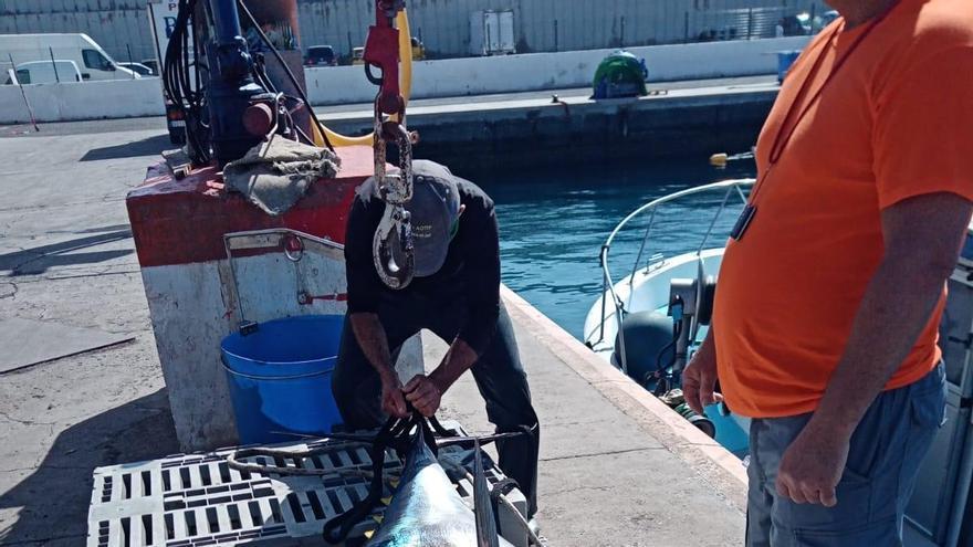 La zafra de atún arranca con fuerza: capturan en un mes el 30% de la cuota