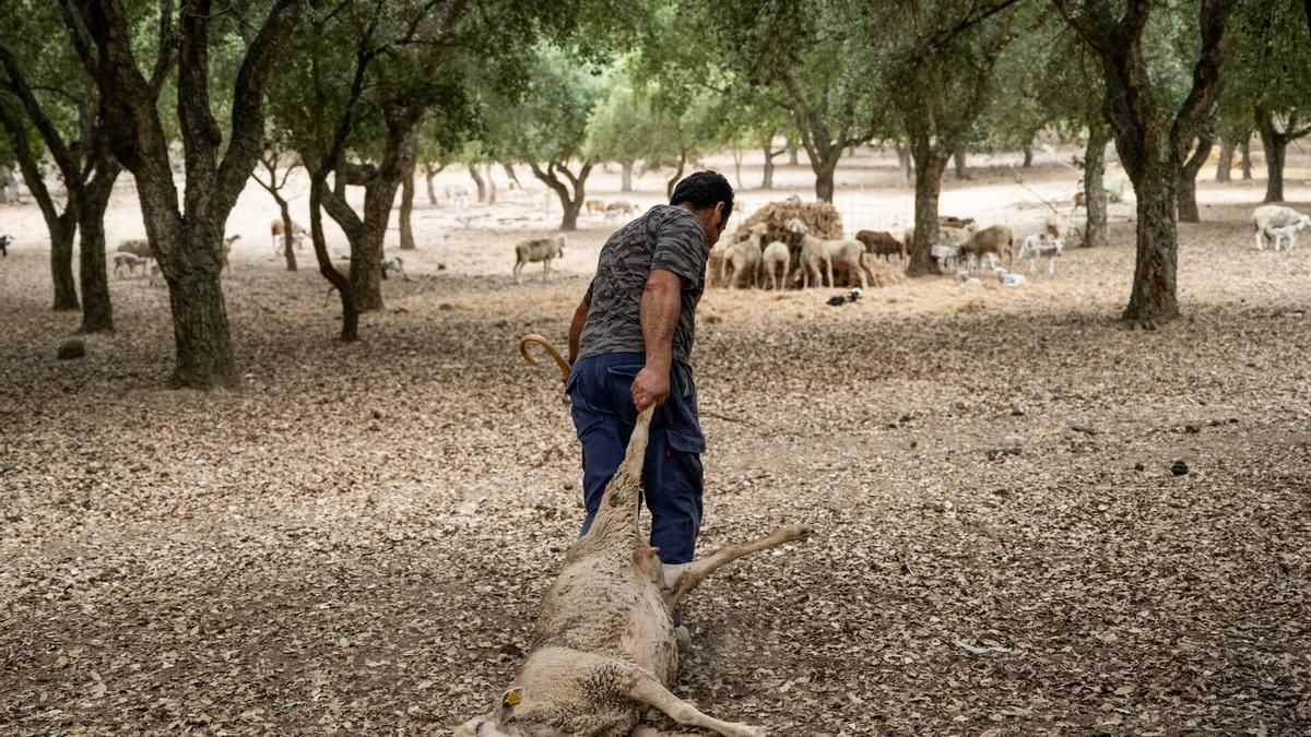 Un ganadero afectado por la lengua azul arrastra una oveja muerta.
