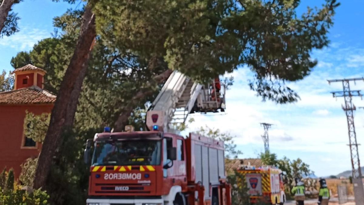 Momento en el que los bomberos podan parte del gigantesco árbol.