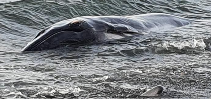 Una ballena muerta aparece varada en la costa de Tuineje