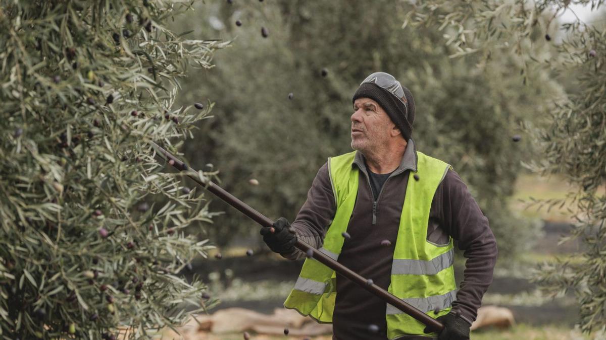 Die Ernte – hier ein Helfer bei García de la Cruz in Madridejos, in Kastilien-La Mancha – ist eine logistische Herausforderung.  | FOTO: IVÁN MARTÍNEZ