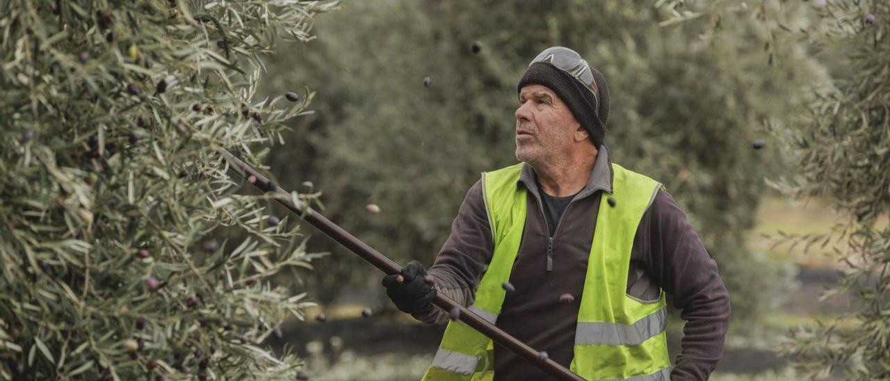 Die Ernte – hier ein Helfer bei García de la Cruz in Madridejos, in Kastilien-La Mancha – ist eine logistische Herausforderung.  | FOTO: IVÁN MARTÍNEZ