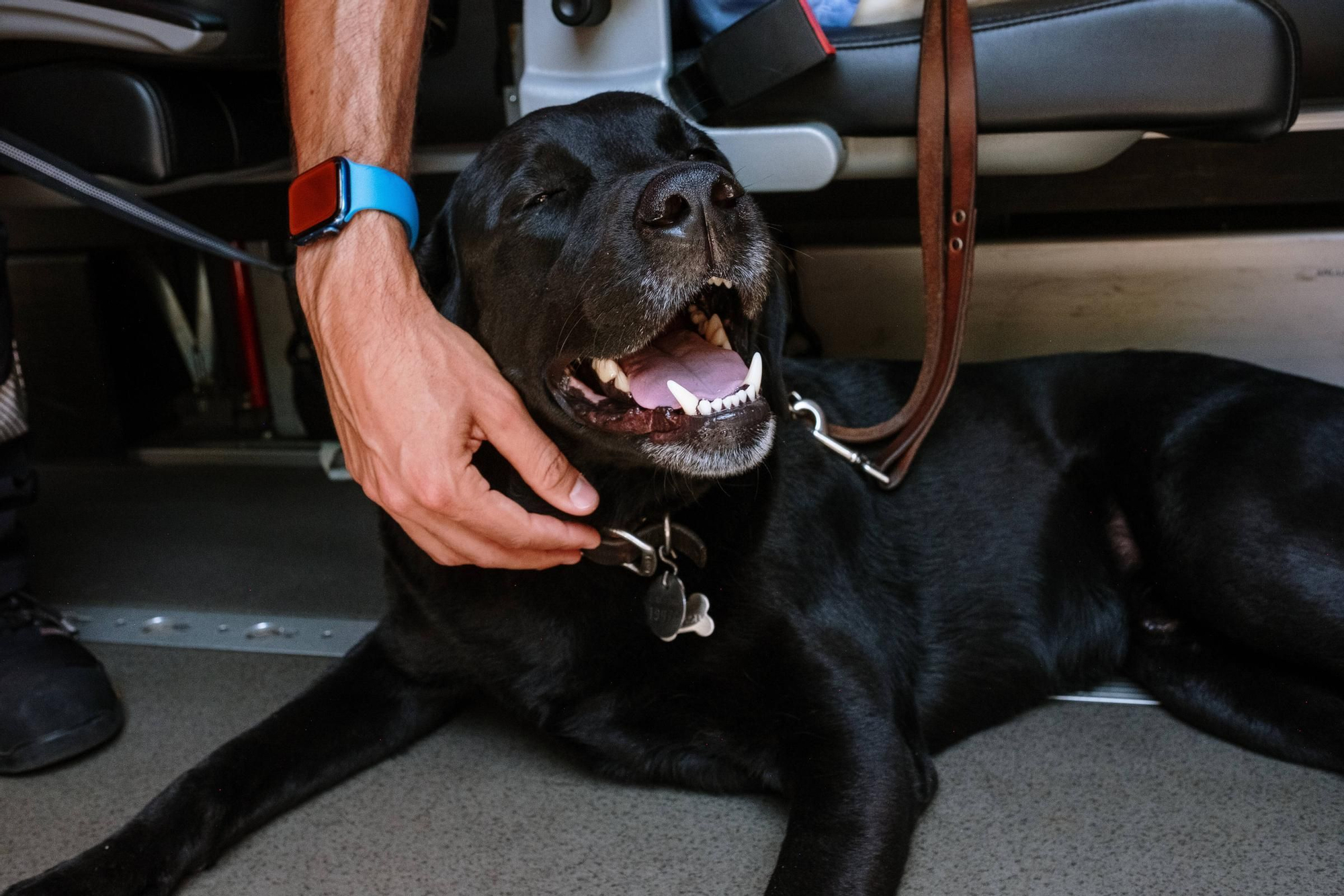 Los perros guía para pacientes con discapacidad ya pueden subir a las ambulancias en Baleares