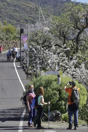 Ruta del Almendro en Flor en Santiago del Teide