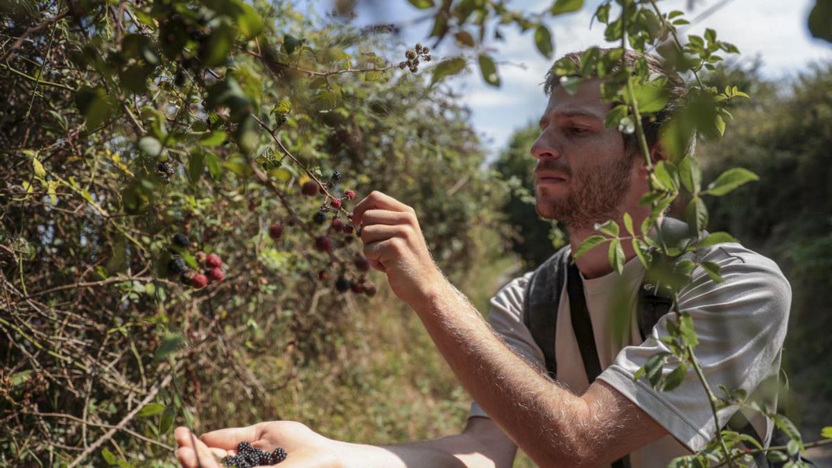 Un turista francés recogiendo moras. | Irma Collín 