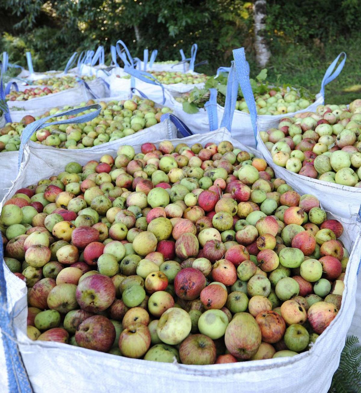 Las manzanas, listas para su 
traslado a la planta
transformadora.
  | // BERNABÉ/JAVIER LALÍN