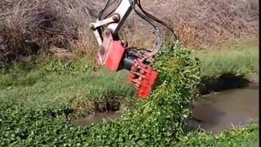 Trabajos donde se aprecia cómo la planta cubría la lámina de agua.