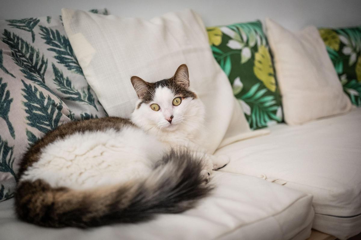 Huevo, uno de los gatos de la nueva gatería de Santa Cruz.