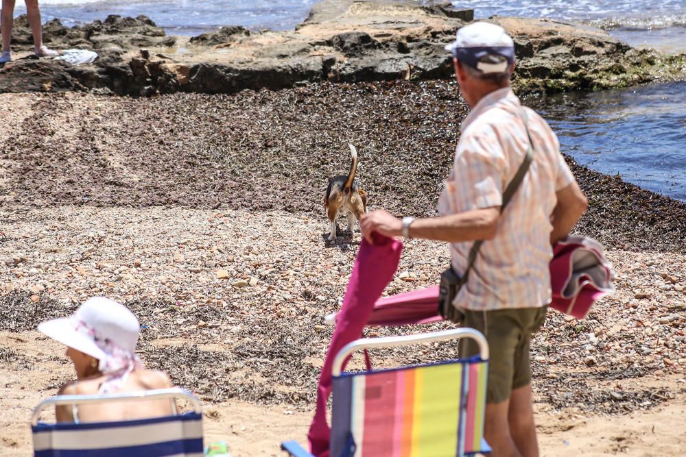 Los bañistas están acudiendo con perros a Punta Margalla y Cala del Moro, las dos playas autorizadas para perros, sin que el Ayuntamiento las haya señalizado todavía.