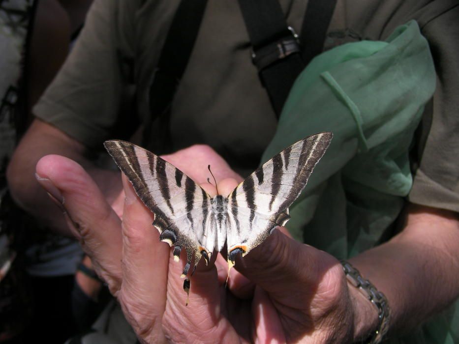 Pinoso identifica 60 especies de mariposas