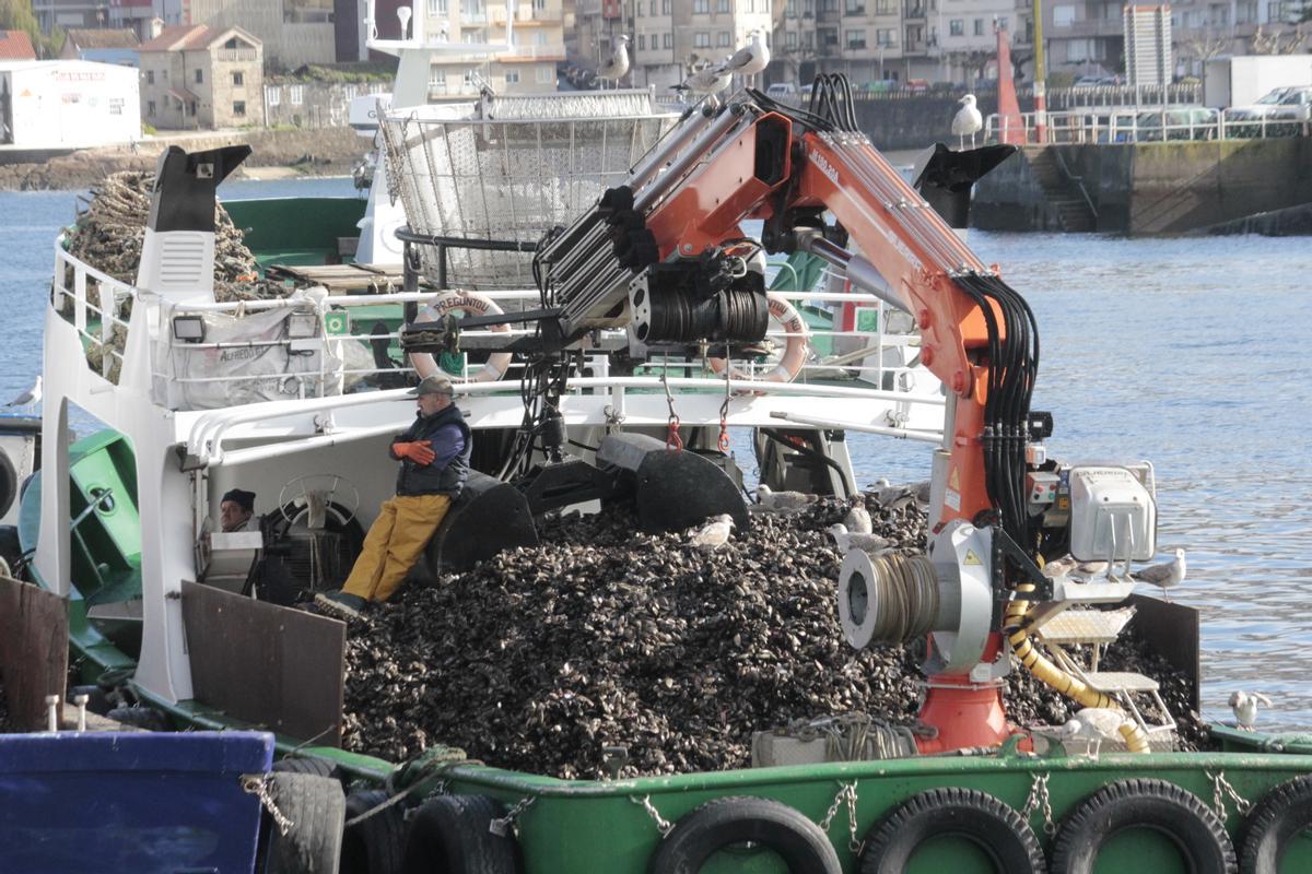 La cubierta de un barco de Bueu llena de mejillón para su descarga.