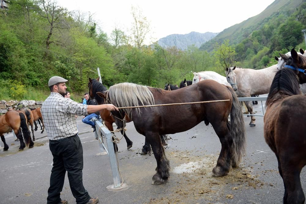 Feria del caballo de Riosa