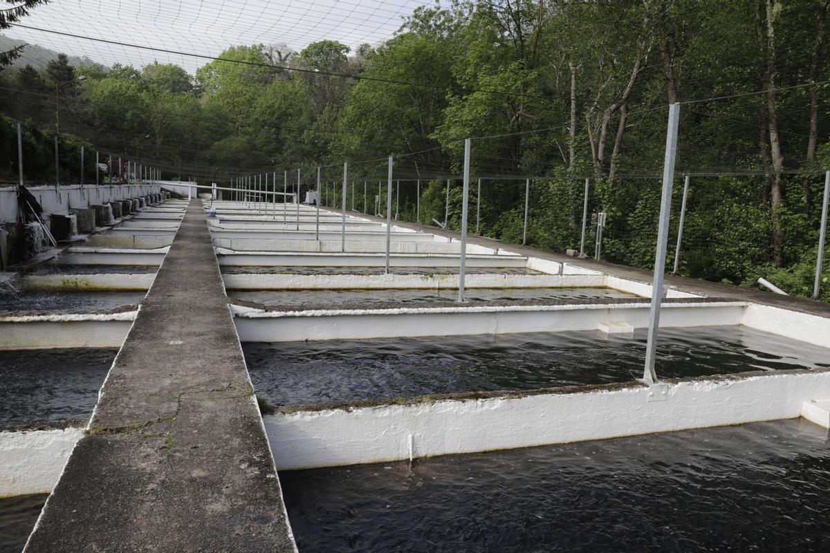 INSTALACIONES DE LA PISCIFACTORIA. PISCIFACTORIA SOMINES. ACUICULTURA. FALTA DE AGUA