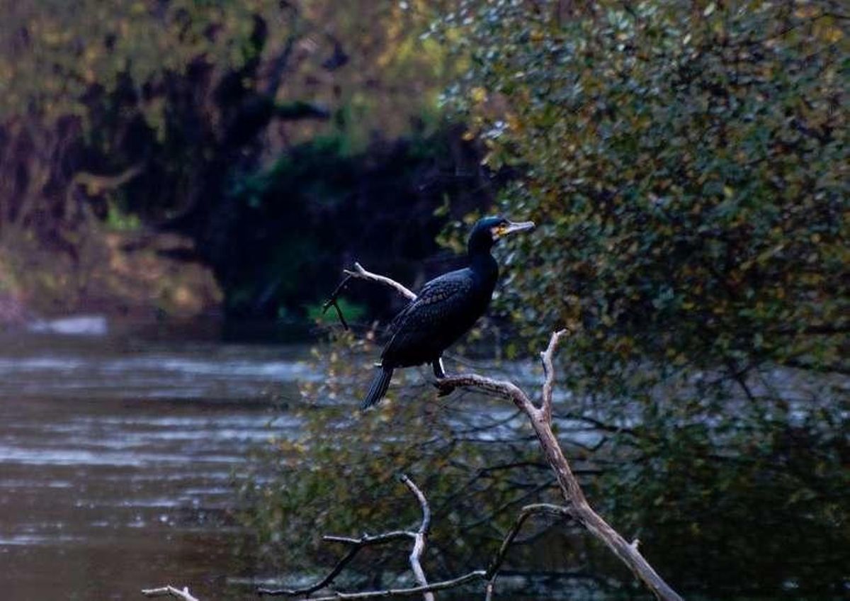 Los cormoranes se multiplican en los ríos de la comarca y llegan la ciudad