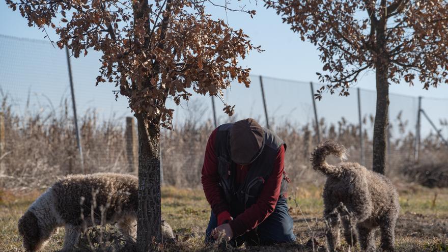 A 1.001 euros el kilo: el precio de la trufa negra subastada por