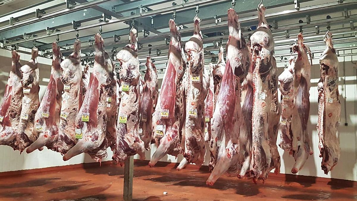 Canales de carne de Ternera de Aliste amparada por la IGP. | Ch. S.