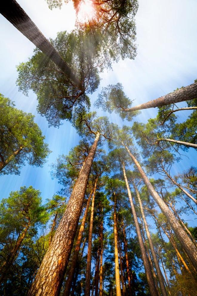 Árboles centenarios en el Parque Nacional de Bialowieza