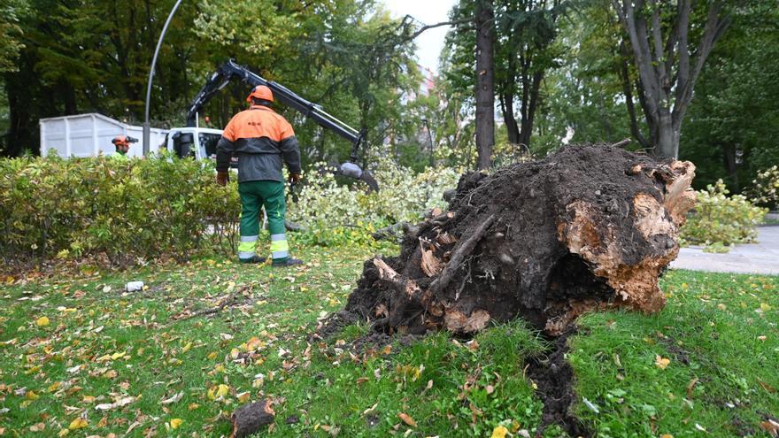 Dos heridos en Burgos tras caerles encima un pino de grandes dimensiones y una rama de un árbol