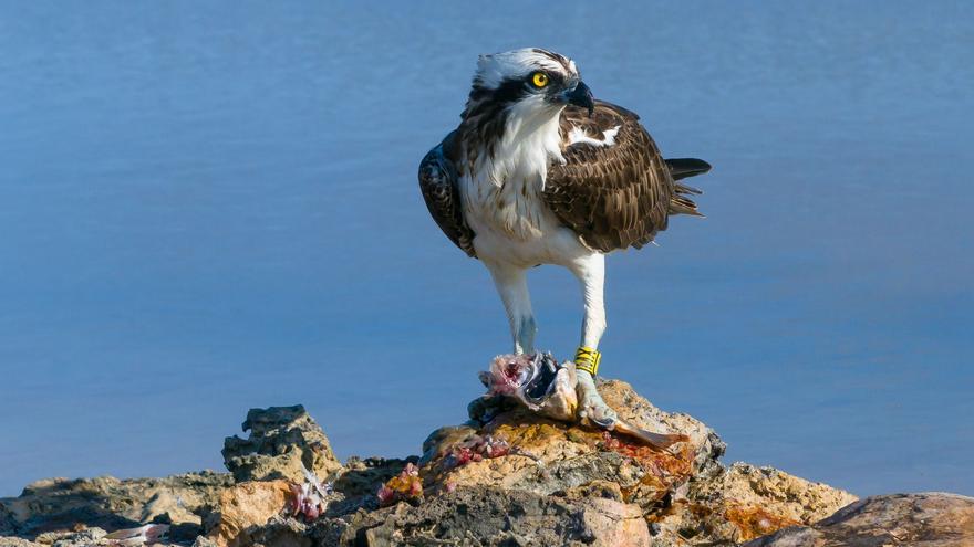 El vuelo de un águila pescadora de Formentera a Lisboa